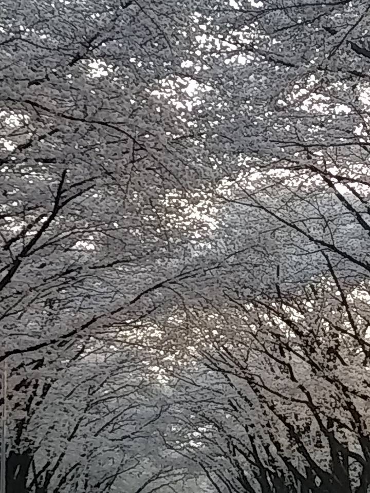 cherry1.jpg