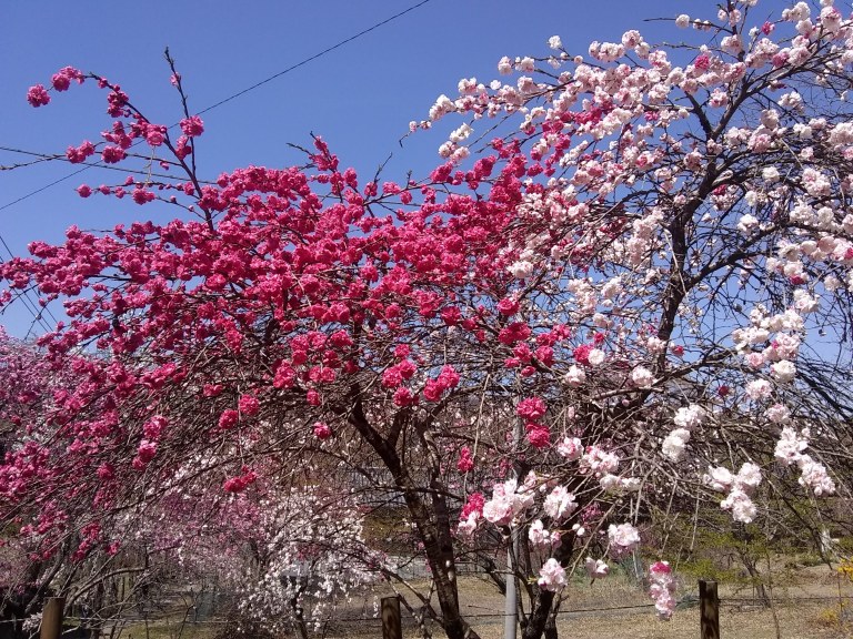 IMG_20190413_122612017